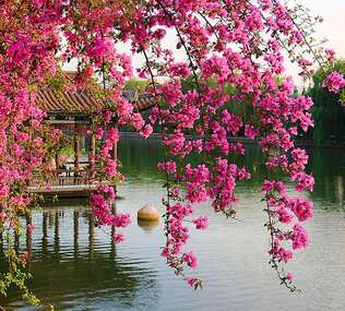 Фотопанно Divino Цветущие ветви в саду Китая (B-077) оптом